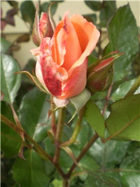 fe5e03a8-Picture 7440.jpg